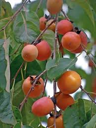 Image result for Diospyros