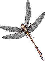 Dragonfly Png Image Dragonfly Image Png Images