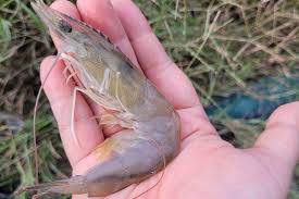 Tôm chậm lớn, vỏ mềm: Dấu hiệu thiếu khoáng hay do bệnh