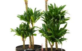 Dracaena Compacta Plants Dracaena Plant Dracena Plant