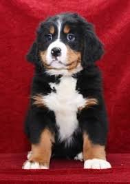 Bernese mountain dog dog breeder near allegre, ky, usa. Bernesemountaindog Bernese Bernesemountaindoglovers Bernesemountain Bernesemountainpuppy Charming Pu Giant Dog Breeds Puppies Bernese Mountain Dog Puppy