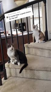 Is Silica Litter Harmful for Cats? The Truth Revealed!