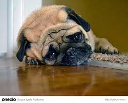 Keder Ve Izdirapla Can Ciger Kuzu Sarmasi Olmus 19 Huzunlu Pug Pug Huzunlu Hayvanlar