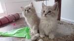 Maryland Virginia Mink Ragdolls, Maryland ragdolls kittens