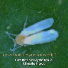 Image result for whitefly in cucumber