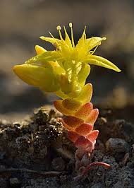 Image result for Sedum ruwenzoriense