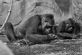 Mum And Dauther Rebecca And Sawa Gorilla Frankfurt Zoo Ape Gorilla Zoo Gorilla Chimp