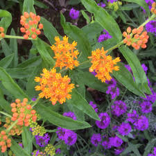 Image result for Asclepias