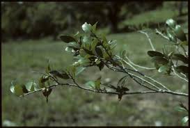 Image result for Diospyros natalensis