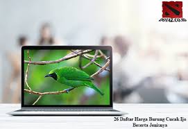 2 suara cucak ijo betina. 26 Daftar Harga Burung Cucak Ijo Beserta Jenisnya