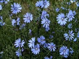 Cichorium Intybus Chicory Wild Plants Plants Herb Seeds