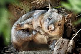 Image result for Southern hairy-nosed wombat