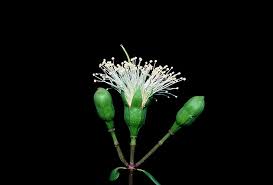 Image result for Sonneratia alba