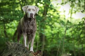 Charcoal silver lab playing in pool. Silver Lab Dog Breed Information And Owner S Guide All Things Dogs All Things Dogs