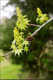 Image result for Hamamelidaceae