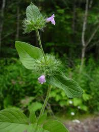 Image result for Clinopodium uhligii