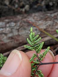 Image result for Cheilanthes inaequalis