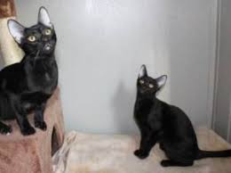 The savannah is a hybrid cat breed. F4 Generation Savannahs Savannah Kittens By Amanukatz