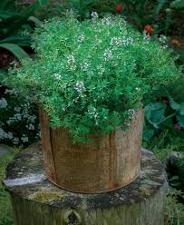 However, the popularity of this plant means that it. Six Superb Herbs For Containers Finegardening