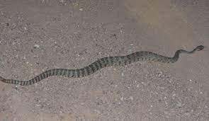 Tiger Rattlesnake Crotalus Tigris Rattlesnake Sonoran Desert Reptiles