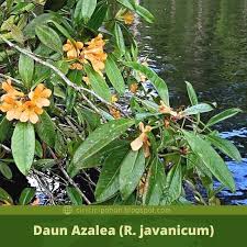 Perlu diketahui bahwa seluruh bagian jenis bunga ini sebenarnya beracun. Ciri Ciri Pohon Bunga Azalea Rhododendron Di Alam Liar Ciriciripohon Com