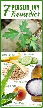 7 Powerful And Effective Home Remedies To Heal Poison Ivy Rashes Poison Ivy Rash Poison Ivy Remedies Poison Ivy Home Remedies