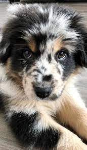 Pin By Iga On Australian Shepherds Cute Animals Cute Baby Animals Cute Dogs