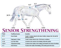 acupressure for senior horses equine wellness magazine