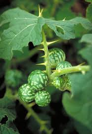 Image result for Solanum aculeatissimum