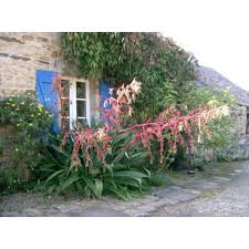 Image result for Beschorneria yuccoides