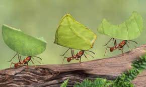 Could ants be as big as people? Six Legs Good Environment The Guardian