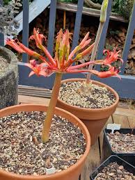 Image result for Brunsvigia