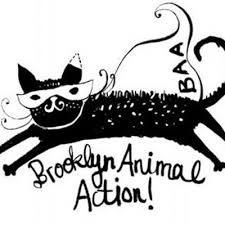 Adopted cats can either be picked up from the foster (if you have a car), or delivered if you live in the central brooklyn area. Brooklyn Animal Action Brooklyncats Twitter