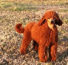 I took it on the day of his first snow. Red Apricot Standard Poodles For Sale Poodle Dynasty