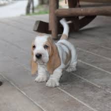 The basset is a scent hound that was originally bred for the purpose of hunting hare. Margo Basset Hound Puppy 639213 Puppyspot