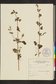 Image result for Mesosphaerum suaveolens