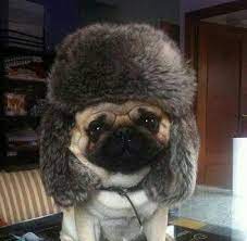 Here We Have A Russian Pug In It S Natural State Pugs Funny Pugs And Kisses Pug Love