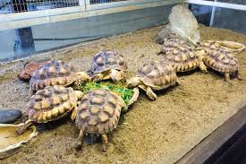 Gear up for an aerial adventure on malaysia's longest flying fox and soar to great heights on incredible rides such as the bungee jump. Wildlife Park Educational Programme Sunway Lagoon Theme Park