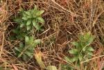 Image result for Myrica chimanimaniana