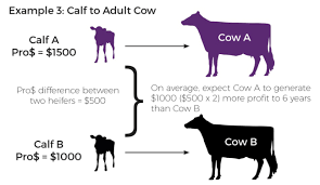 Canadian Dairy Network How Do I Use Pro For Cows And Heifers