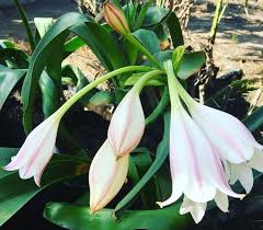 Image result for Crinum macowanii