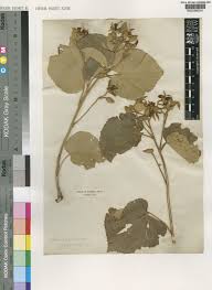 Image result for Eriolaena