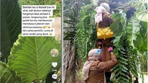 Dulu Dimakan Kini Demam Keladi Buat Orang Berani Curi Tanaman Tetangga Sendiri Harganya Fantastis Tribun Jambi