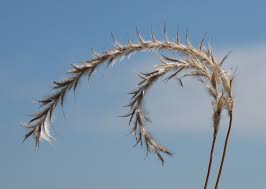 Image result for Elionurus muticus