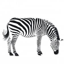 Zebra Vector Drawing Animal Zebra Head Vector Running Zebra Vector Zebra Face Vector Giraffe Vector Zebra Pattern Zebra Drawing Zebra Cute Animal Illustration