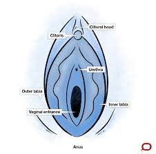I dont want to show my vagina anymore because i dont want any guy to reject it. What Do Normal Labia Look Like Sometimes Doctors Are The Wrong People To Ask
