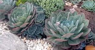 Do echeverias produce pups every year or is it something that only happens once in your lifetime? Echeveria Imbricata Care Tips On Growing The Blue Rose Echeveria