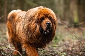 Color options range from solid white and cream to fawn, tan or red. Tibetan Mastiff Facts Critterfacts