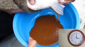 We did not find results for: Pemijahan Ikan Hias Koi Secara Terkontrol Di Brbih Depok Youtube