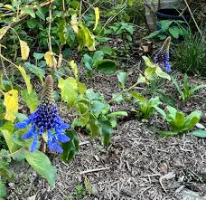 Image result for Pycnostachys reticulata